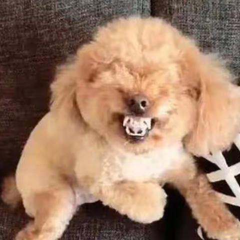 憨憨❤️丫头