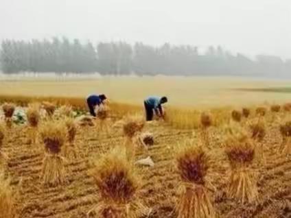 麦收时节的思念