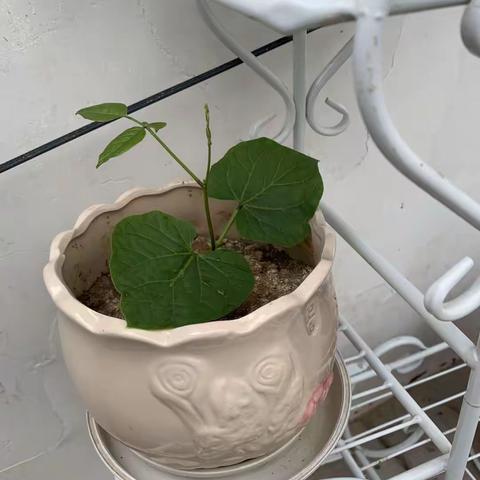 “专注”魔豆成长记