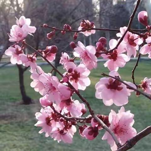 “一朵桃花一首诗，一朵桃花一世界”小班赏花篇