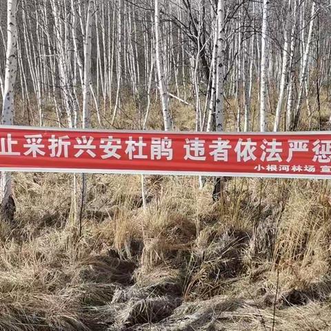 小根河林场开展野生“兴安杜鹃”专项活动