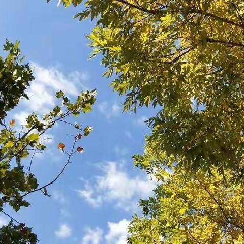 大院里的三棵树