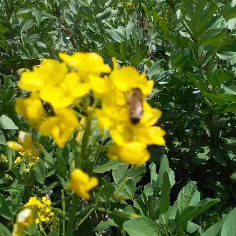 赏油菜花海，品油菜花蜜——过绿色健康生活！