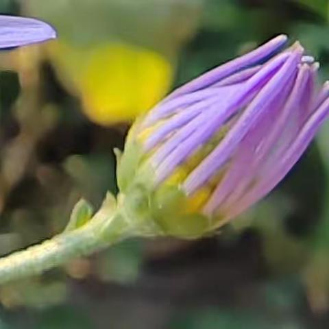 俏丽的紫菀菊花