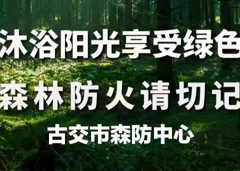 保护森林，让森林更美更绿