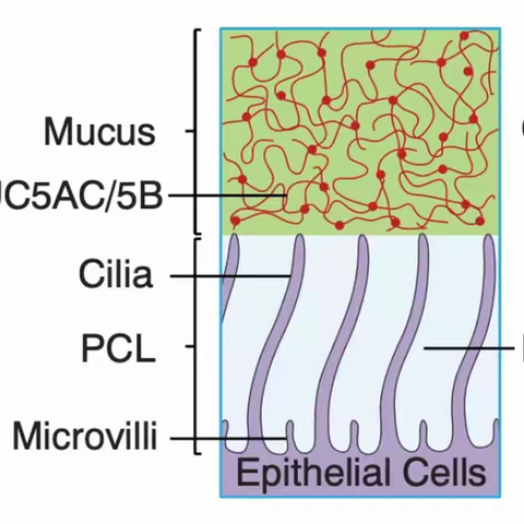 阳康上班第一天（耳鼻喉科）