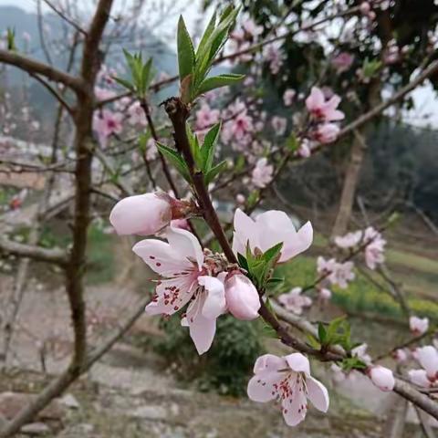 希望幼儿园中二班三月精彩集剪