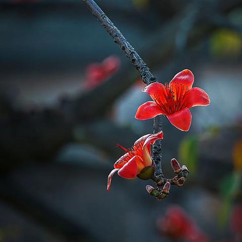 《 英雄花开 》