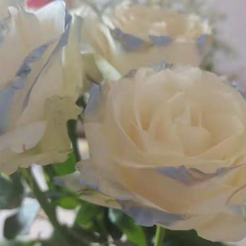 这个夏天风很甜