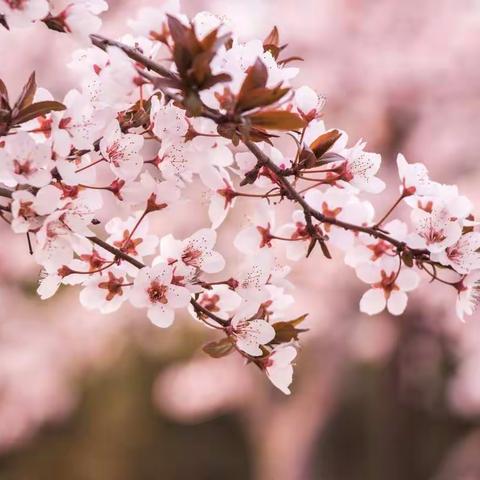 “百名干部进村小  排忧解难促提升”梁邱小学片区送教帮扶活动在梁邱民族小学举行