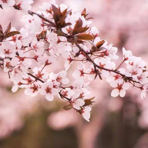 走班选课，异彩纷呈——睿文学校五年级社团展示活动圆满完成