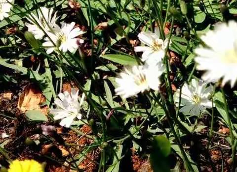 睿文学校四年级语文组“停课不停学”活动掠影