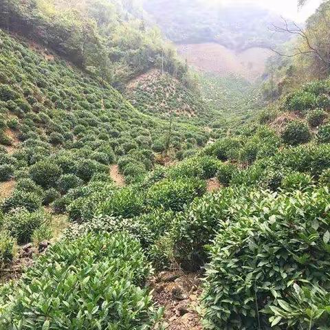 婺源高山绿茶上市了