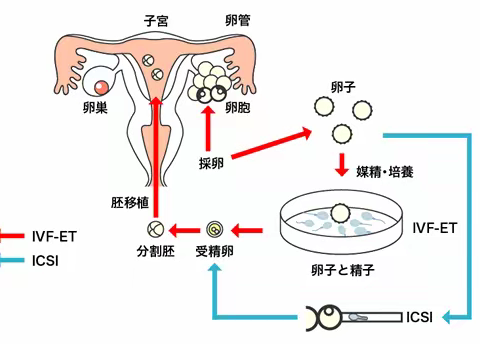 南阳市中心医院生殖医学科首批试管患者成功双胎妊娠！