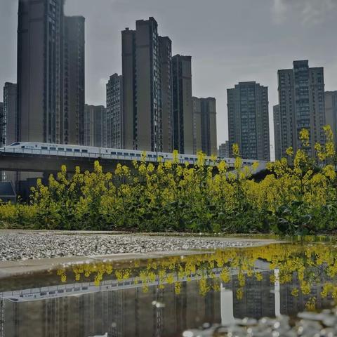 大美长宁（13）一一长宁县城的春天