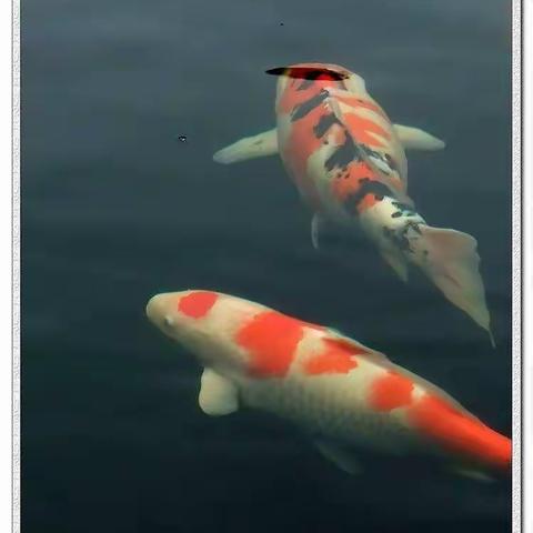 重彩—鱼儿嬉戏