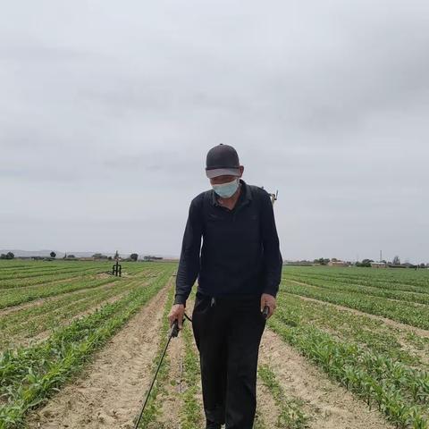 杨文钰老师讲述大豆玉米带状复合种植化学除草技术
