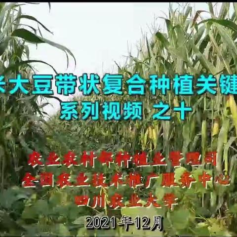 带状复合种植机械——播种单体调整