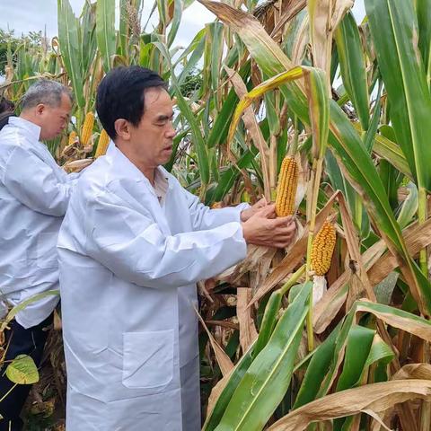大豆玉米带状复合种植——播种质量影响因素