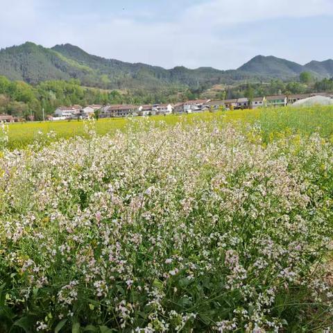 为什么旱年油菜比小麦减产幅度小？部分答案就在下面图片里。