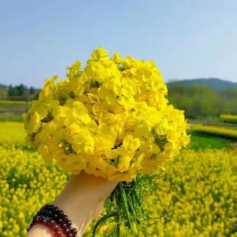 【油菜花海】宜春赏油菜花+温汤泡脚一日游