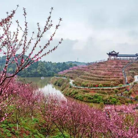 108元•醴陵清水湾畔桃花节+醴陵瓷谷纯玩一日游