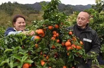 79元•宜春小西湖✦砂糖橘采摘一日游