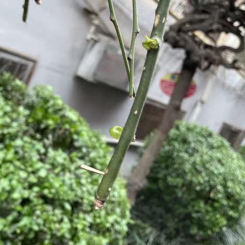 绿地小四班——春天来了