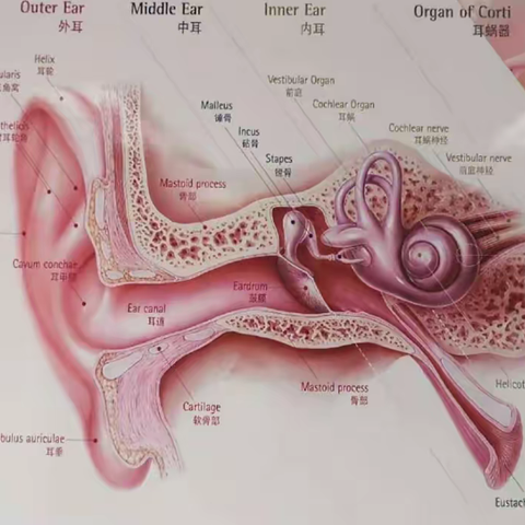 科普：中耳乳突胆脂瘤是真的肿瘤吗？