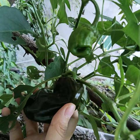 俯身劳动创造，享受美好生活