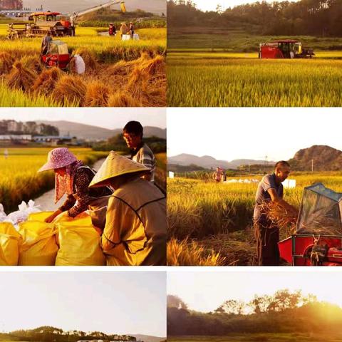 稻香里的丰收歌