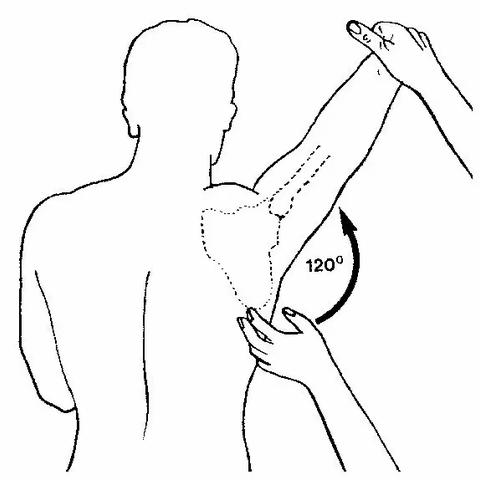 什么是肩肱节律？为什么重要？