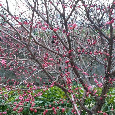 梅花♧开了，她们还会远吗？