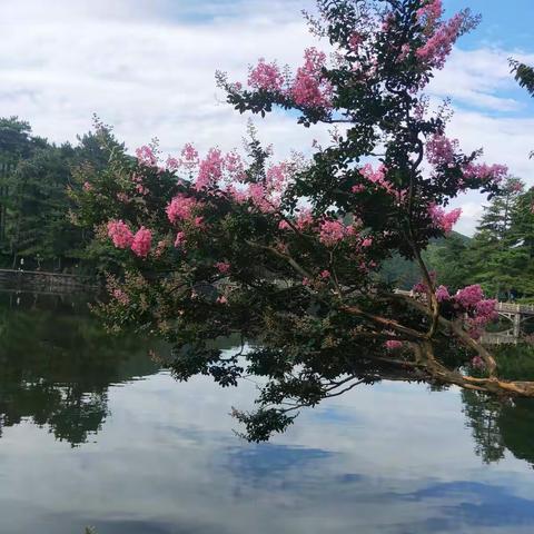 洗尽铅华始见真  繁华落后吐芬芳