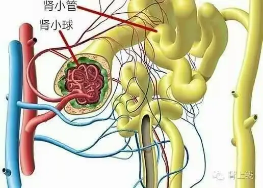 肾小管的奥秘！