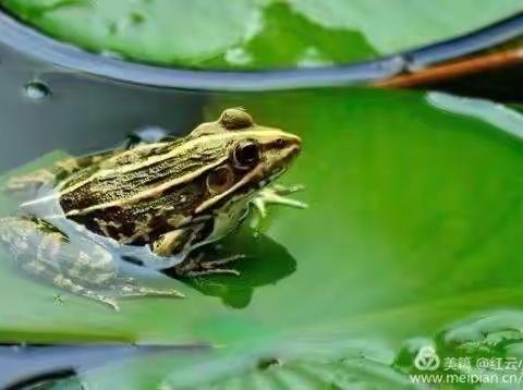 美术空中课堂——快乐的小青蛙