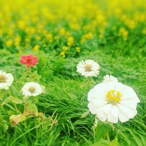 信阳市新县爱心连锁幼儿园 “登山踏春”户外亲子活动