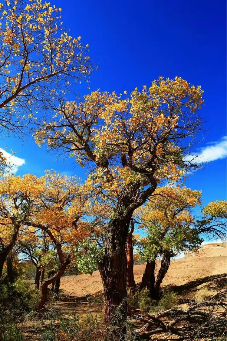 秋天的童话影评