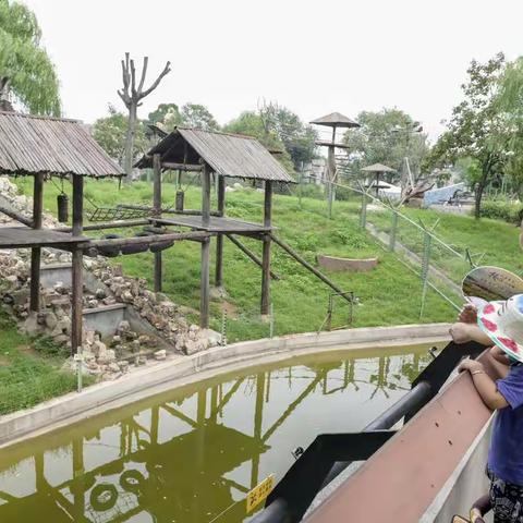 带着外婆看大熊猫