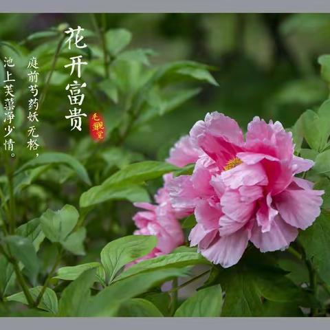 唯有牡丹真国色