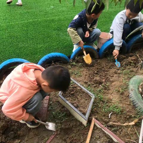 秋意浓 耕种欢———青湖分园大三班开展秋季种植活动