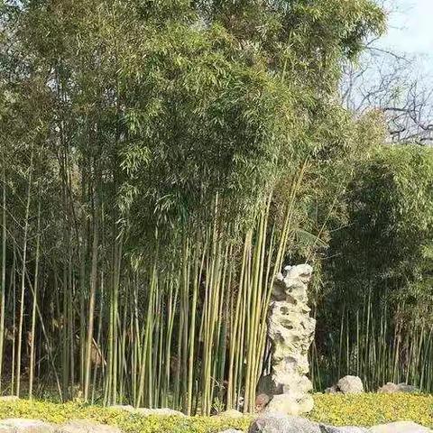 竹子介绍