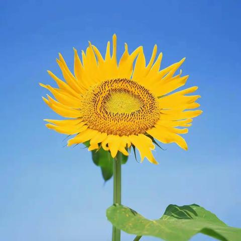 海口市大华中学“停课不停学”体育课第四期