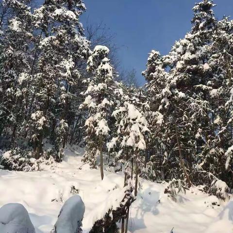 2018最后一场雪❄️❄️❄️迎接2019新的到来！