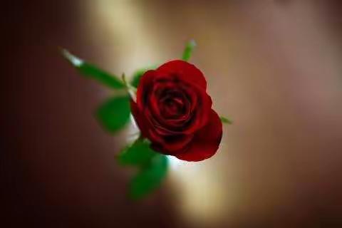 生物实践作业213520李沂诺