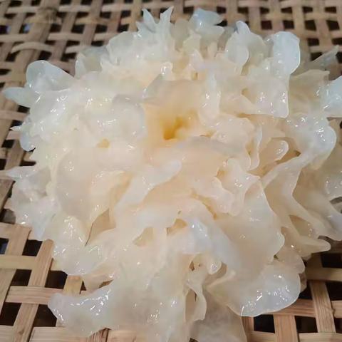 小小银耳绽放致富花