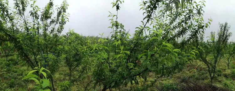 陕西金果农业公司