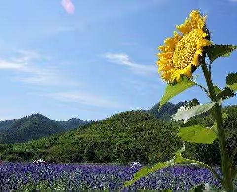 相约在盛夏，培训共成长——大明镇总校暑假幼儿教师培训活动     （石景山区教师志愿者送教服务活动）