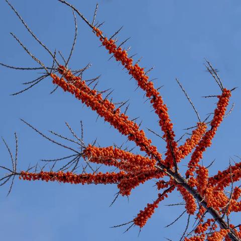 东  村  拍  沙  棘