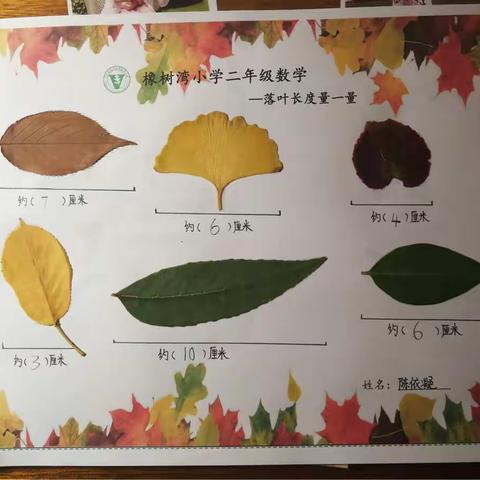 【橡树湾小学二年级“秋之博”活动】落叶长度量一量